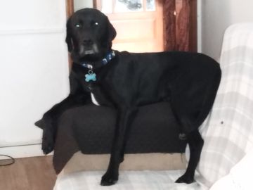 Hotel para Cães
