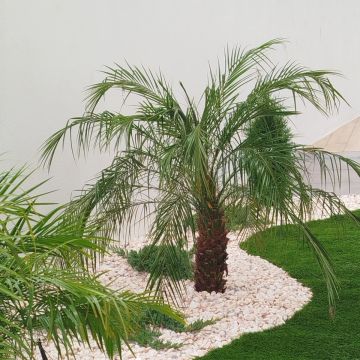margardens.marclear - Montijo - House Cleaning (One Time)