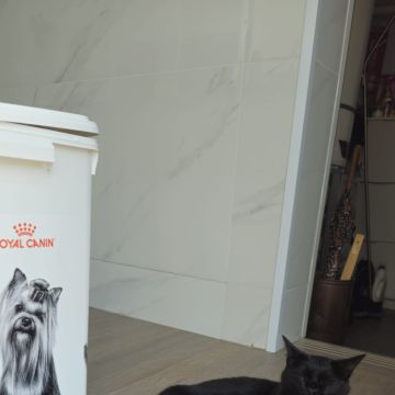 Ana Santos, Enfermeira Veterinária - Porto - Banhos e Tosquias para Animais