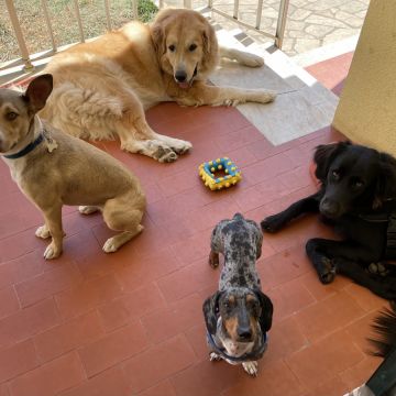 Inês Pet Sitter - Sintra - Hotel para Cães