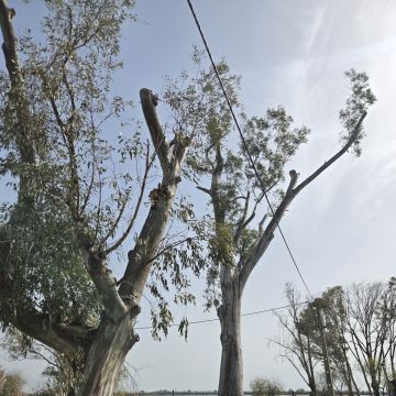 Monica e Micael - Vila Franca de Xira - Limpieza de primavera