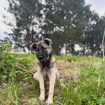 Andreia Inocêncio - Setúbal - Pet Sitting and Walking