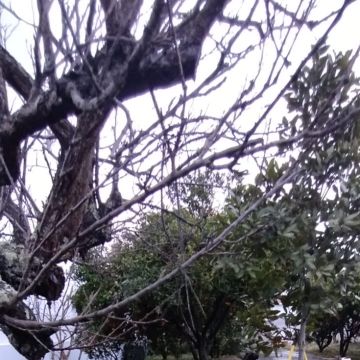 Júlio César - Palmela - Shrub Removal