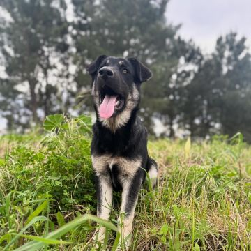 Andreia Inocêncio - Setúbal - Dog Walking