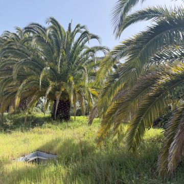 Monica e Micael - Vila Franca de Xira - Jardinería