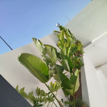 margardens.marclear - Montijo - Cleaning Out