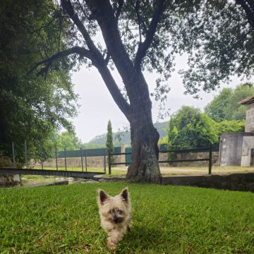 Ana Santos, Enfermeira Veterinária - Porto - Cat Sitting