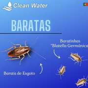 Clean water controlo de pragas - Sintra - Limpeza de Propriedade