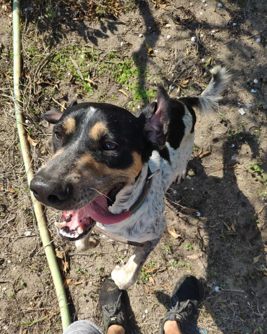 António Franco - Lisboa - Pet Sitting and Walking