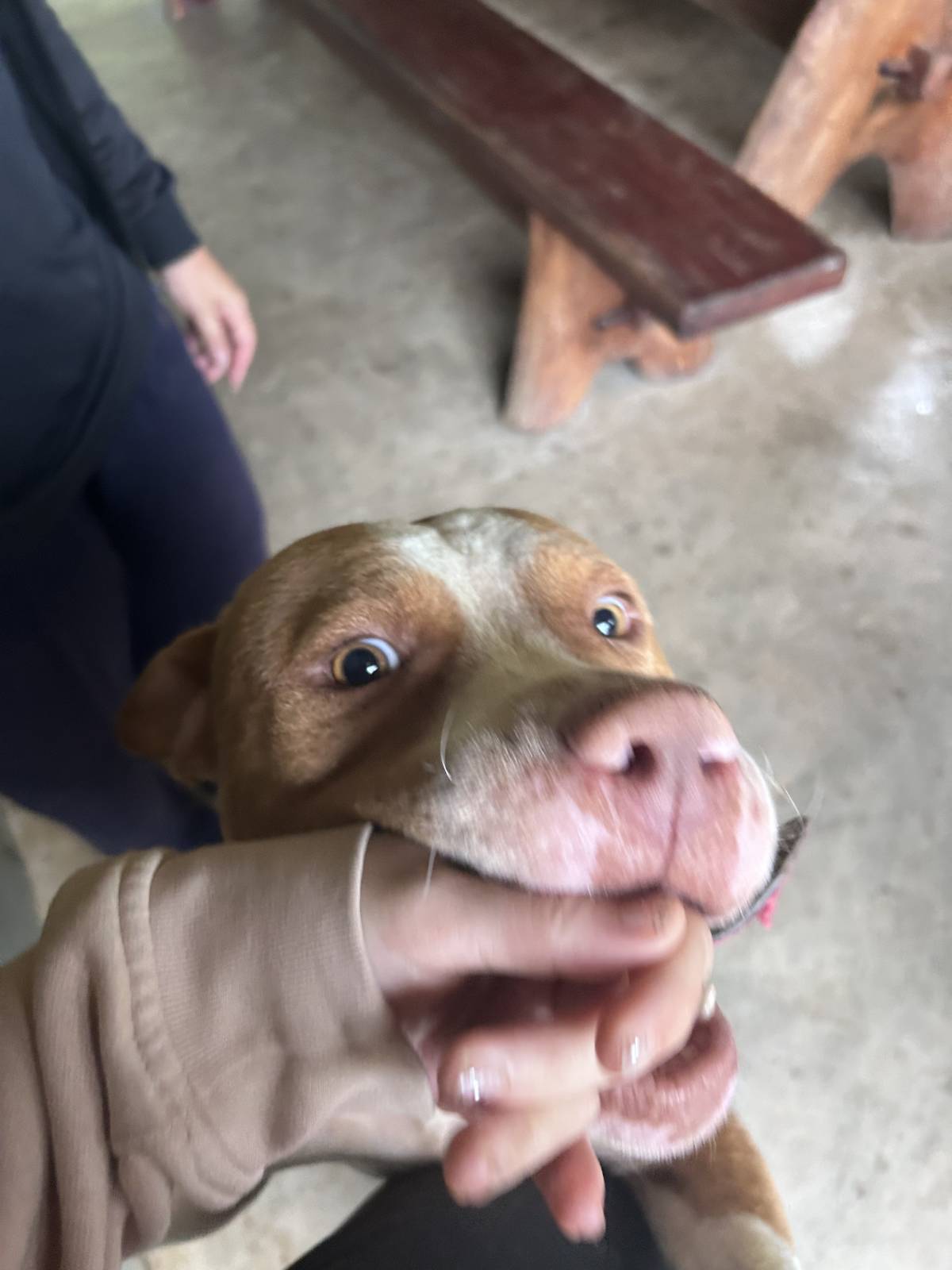 Júlia Pet sitting Apelação - Loures - Cuidados para Animais de Estimação