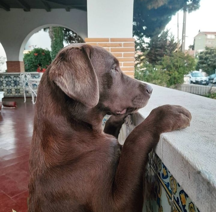 Rita'nRoll - Loures - Dog Sitting