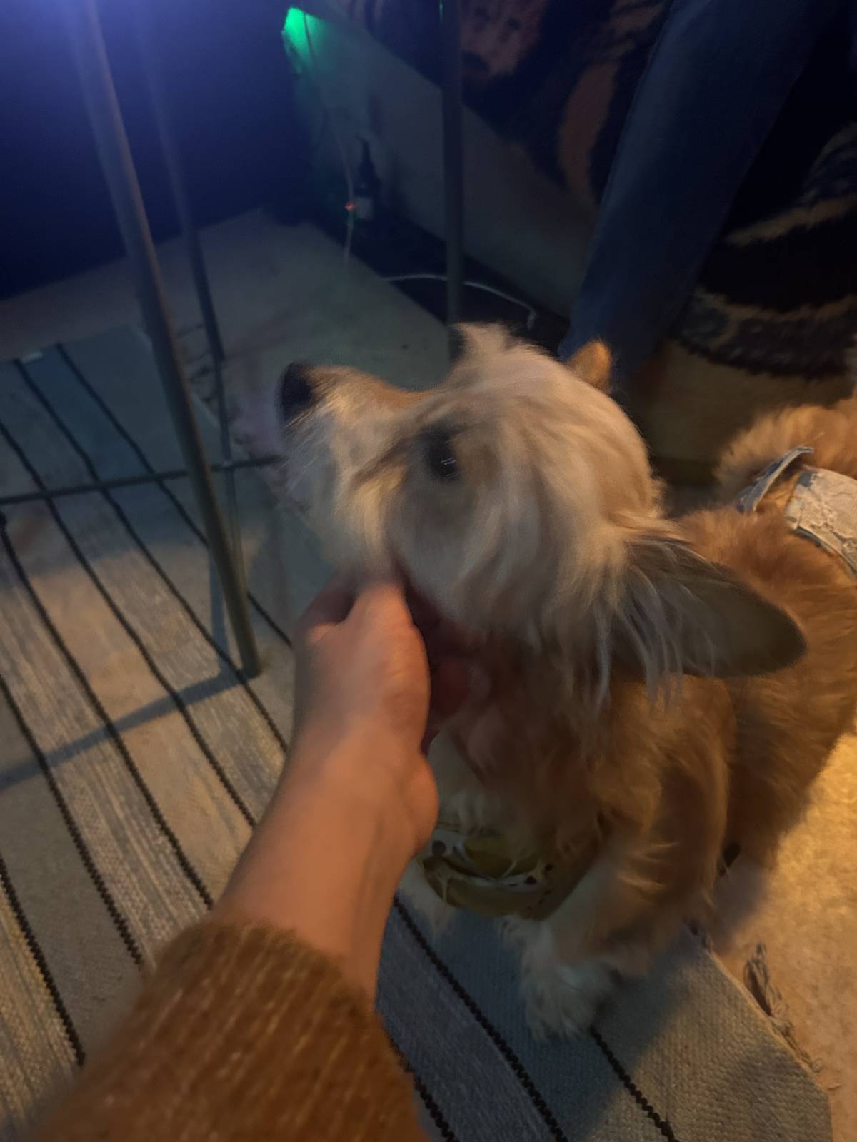 Júlia Pet sitting Apelação - Loures - Dog Walking