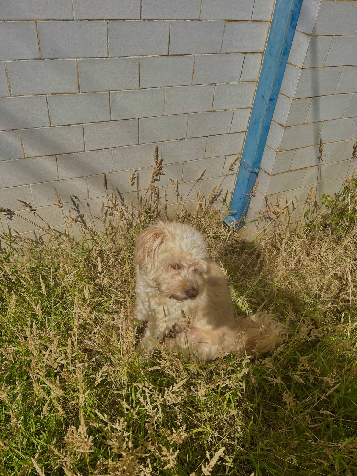 Filipe Tomé - Ílhavo - Pet Sitting