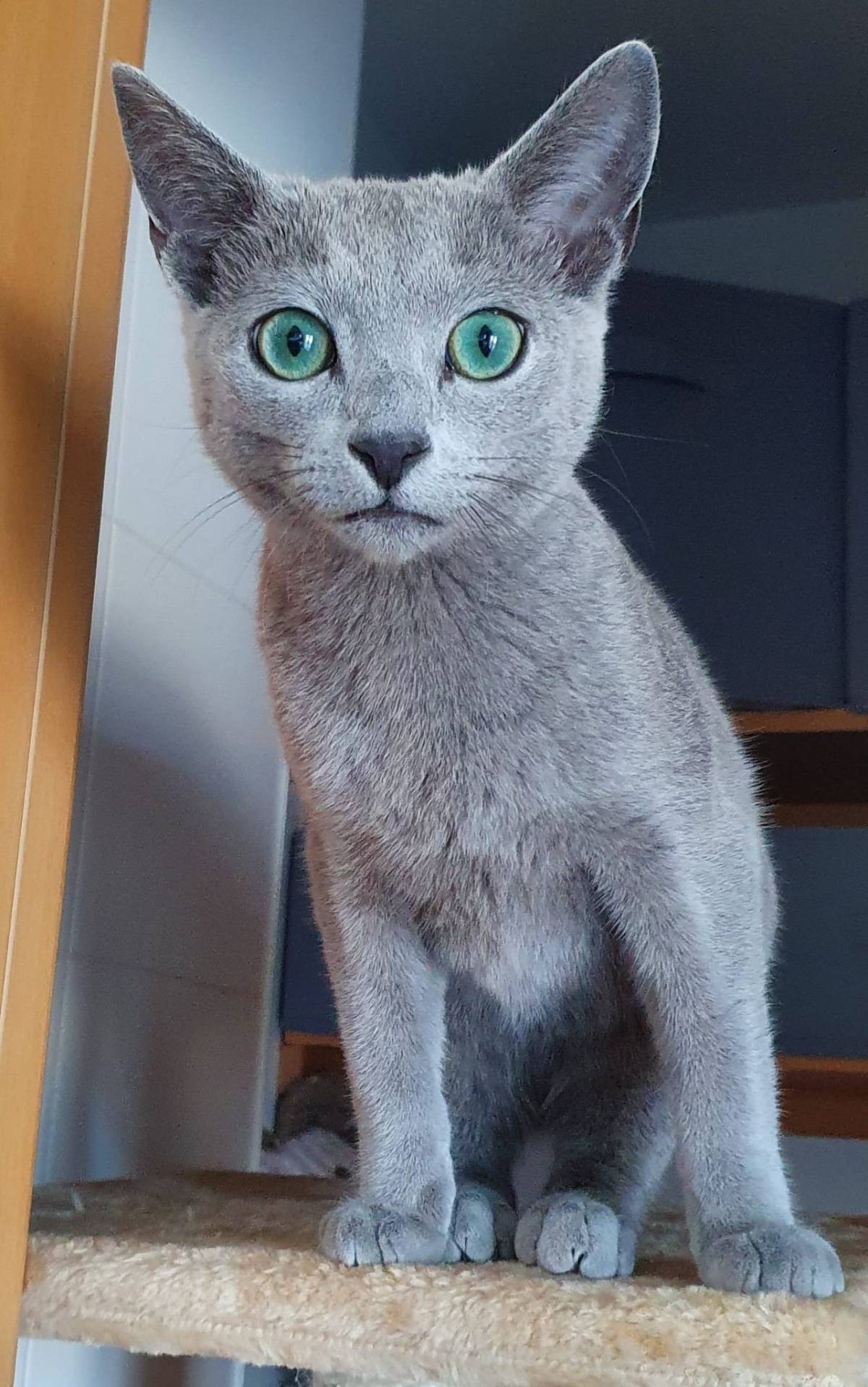 Rita'nRoll - Loures - Cat Sitting
