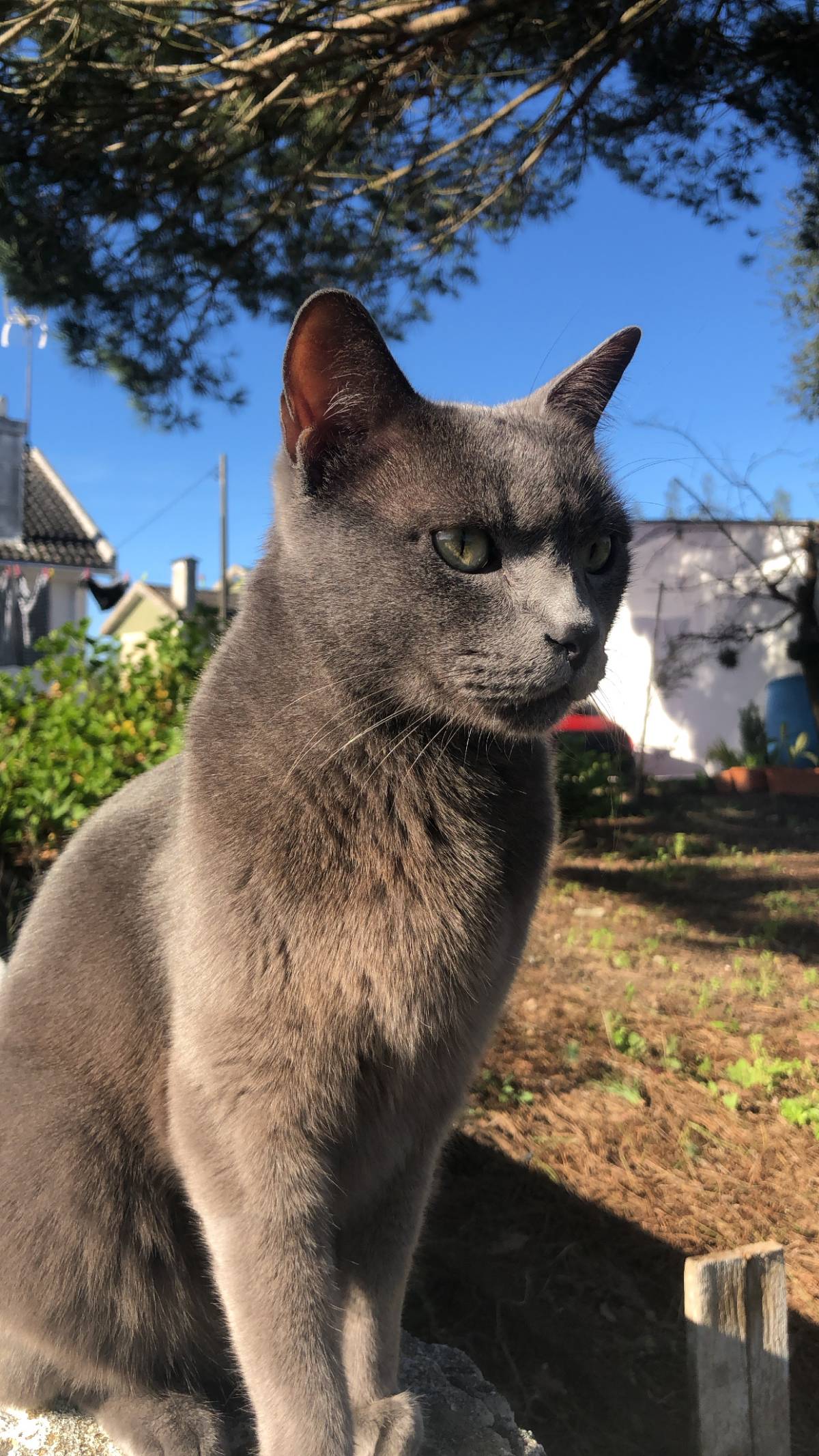 Catarina Baptista - Lisboa - Pet Sitting e Pet Walking