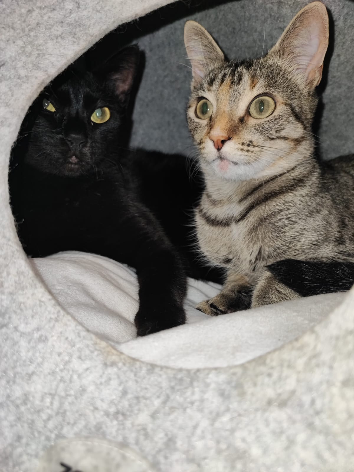 Rita'nRoll - Loures - Cat Sitting