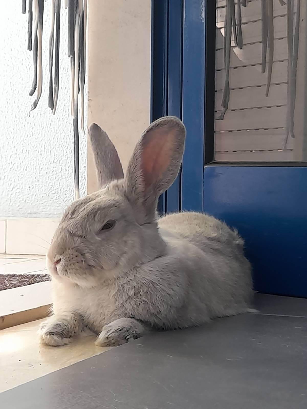 Rita'nRoll - Loures - Pet Sitting