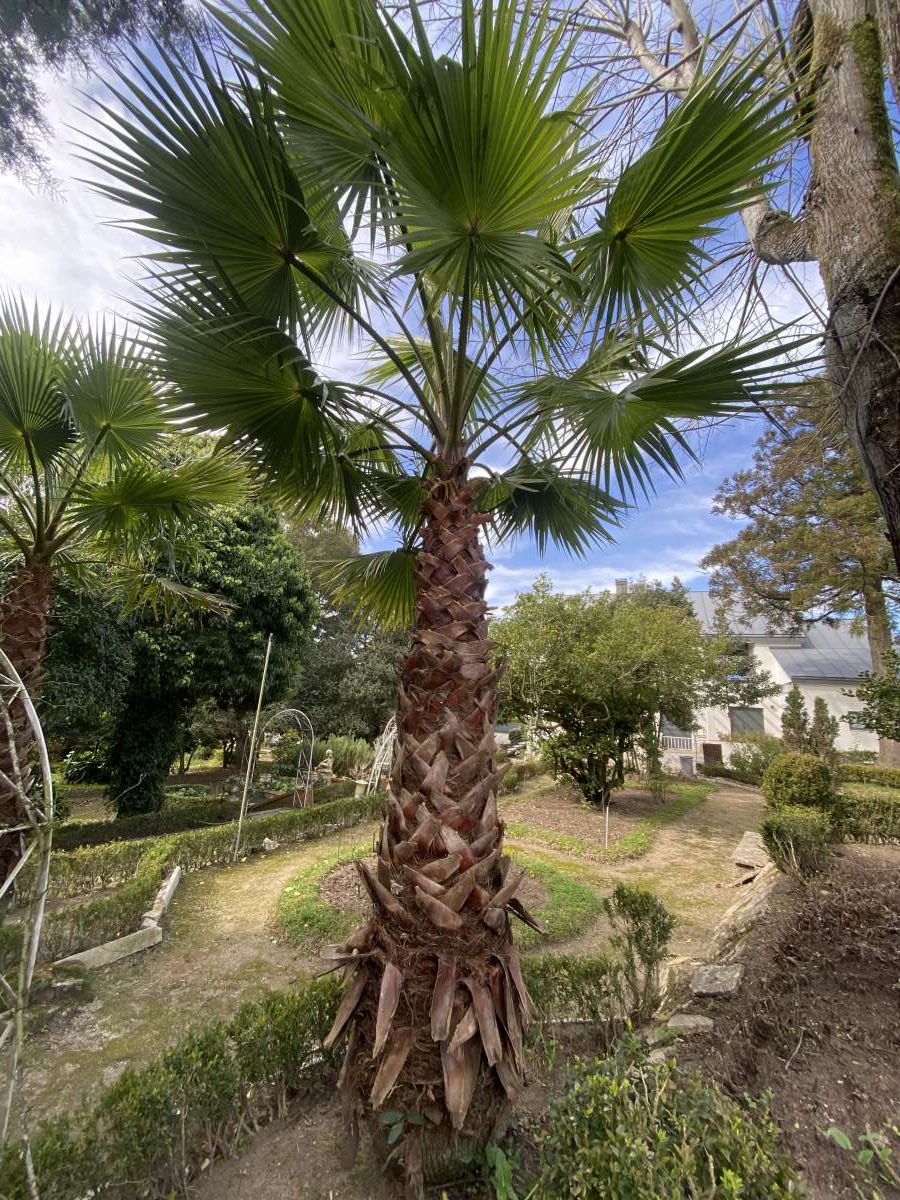 Amigo do Campo - Torres Vedras - Remoção de Arbustos