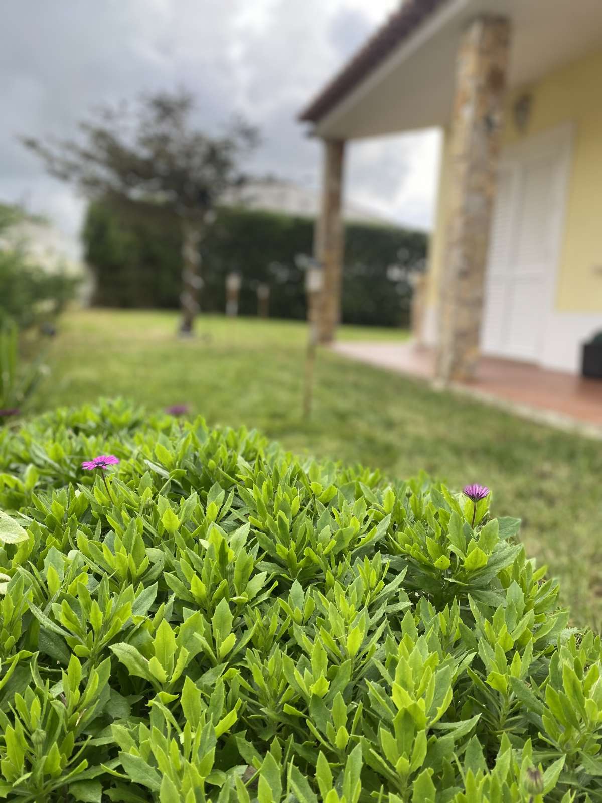 Amigo do Campo - Torres Vedras - Limpeza de Estofos e Mobília