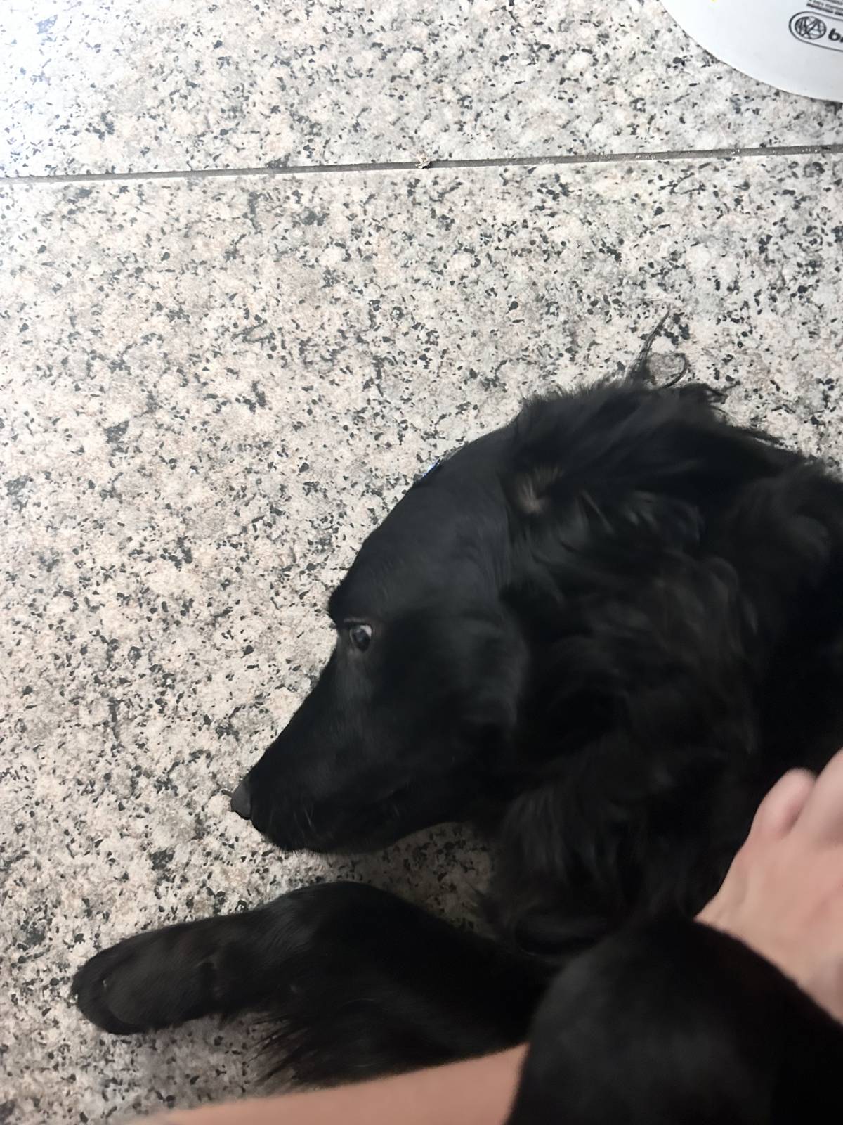 Júlia Pet sitting Apelação - Loures - Dog Sitting