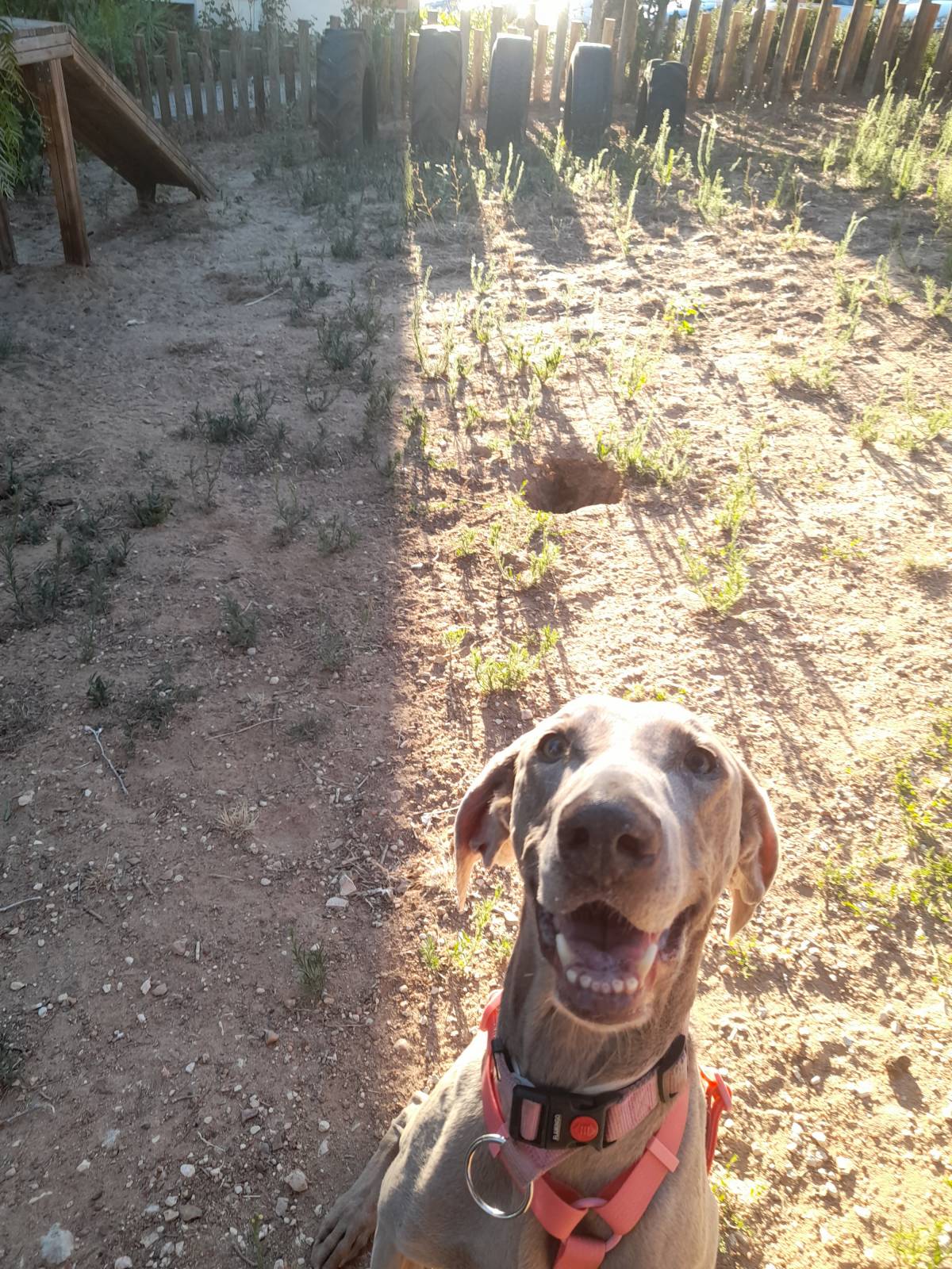 Rita'nRoll - Loures - Pet Sitting and Walking