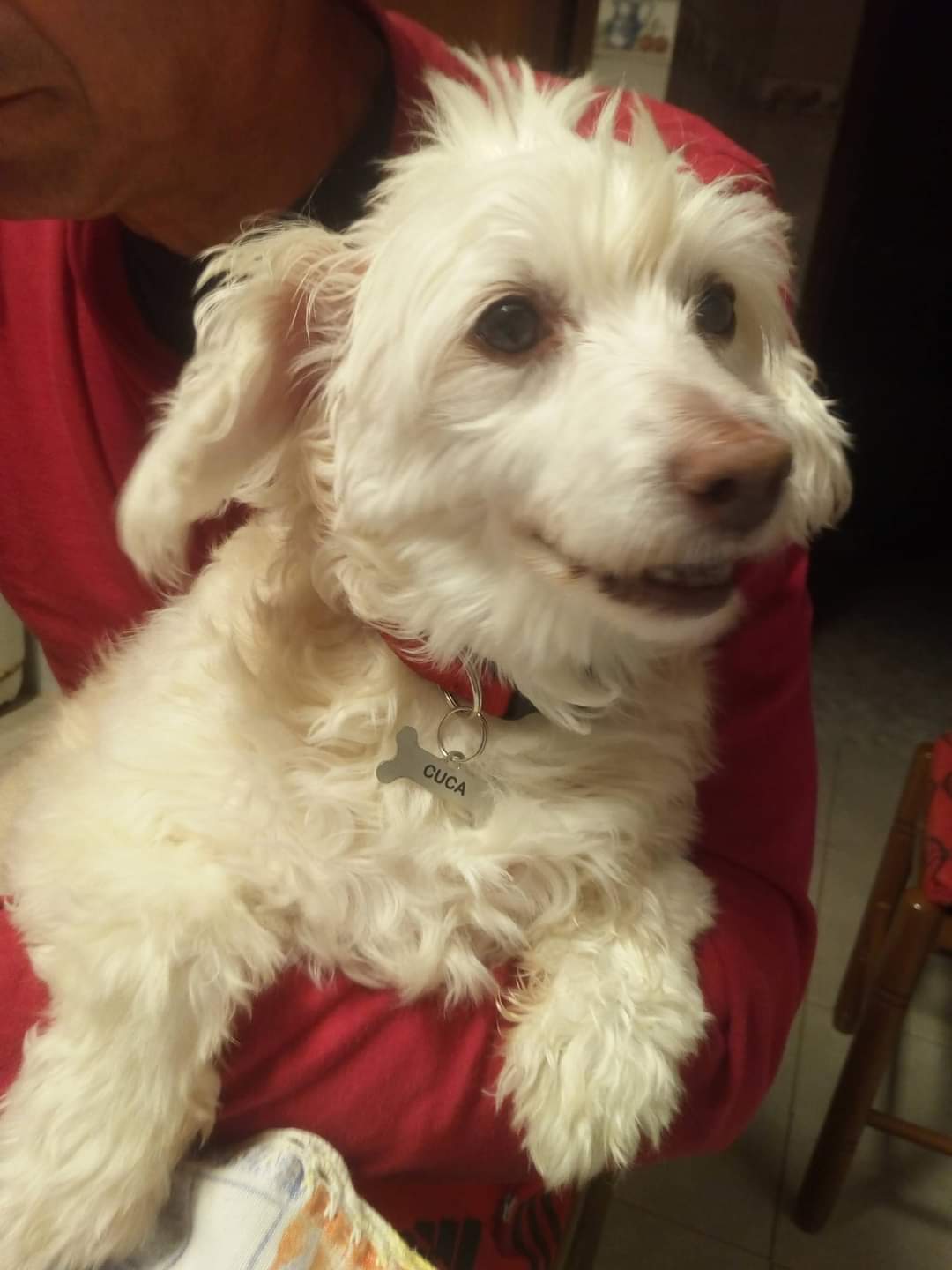 Erica - Moita - Dog Hotel