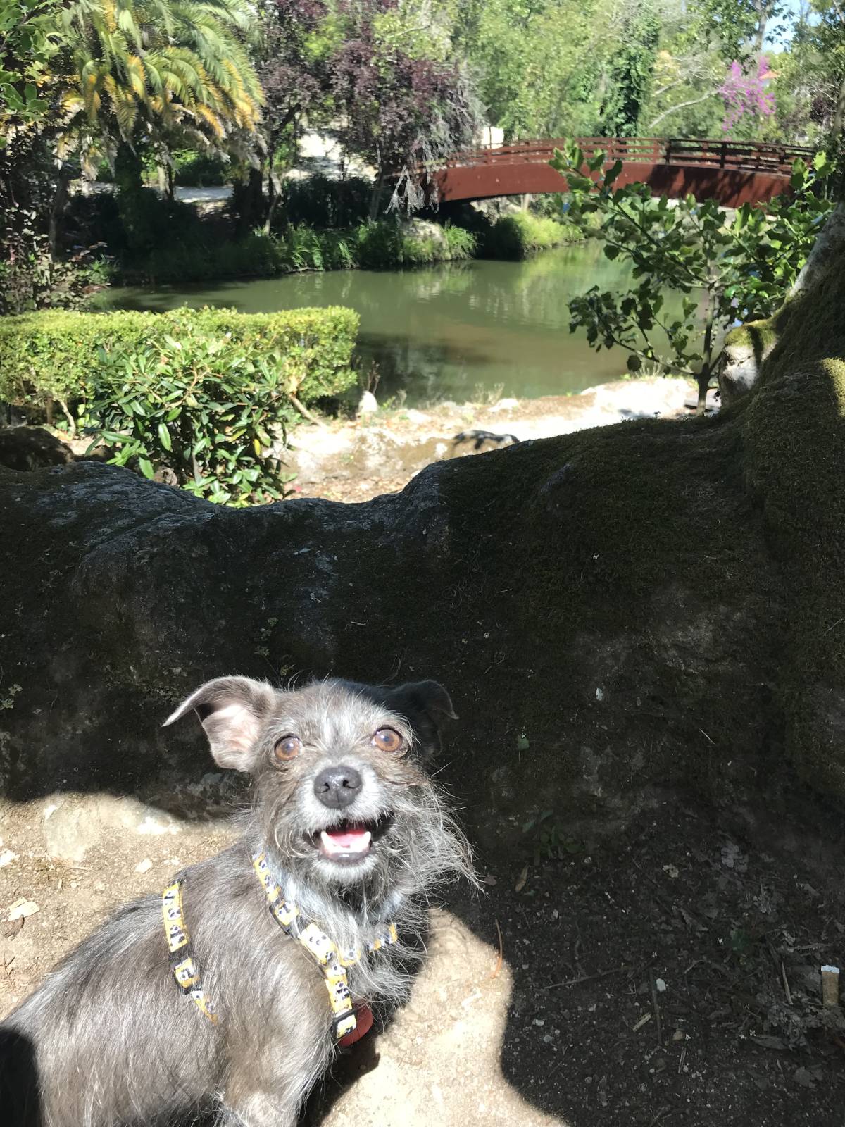 Mariana Q. - Leiria - Dog Hotel