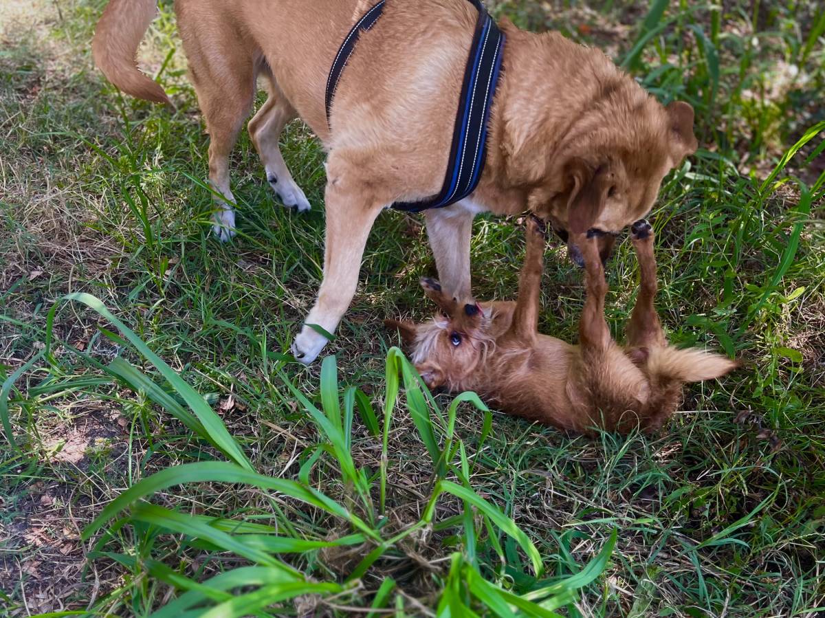 Filipe Tomé - Ílhavo - Pet Sitting e Pet Walking