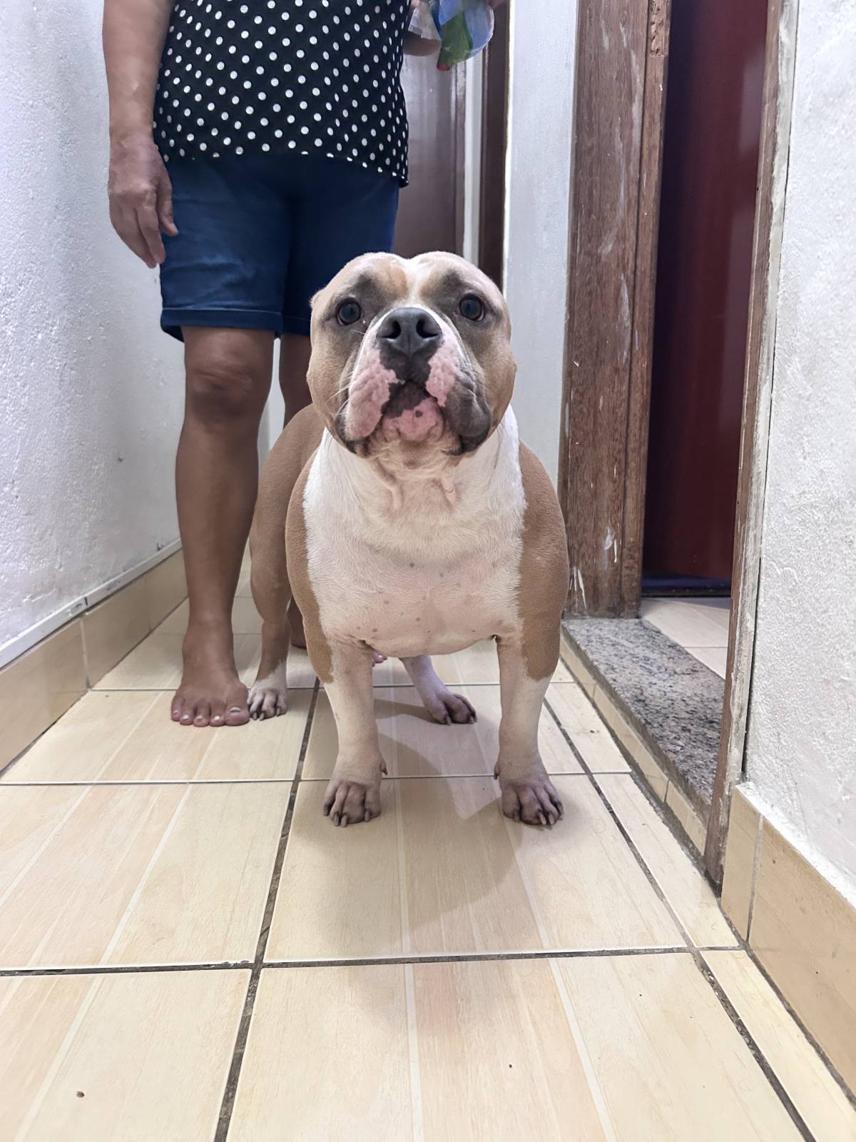 Júlia Pet sitting Apelação - Loures - Pet Sitting