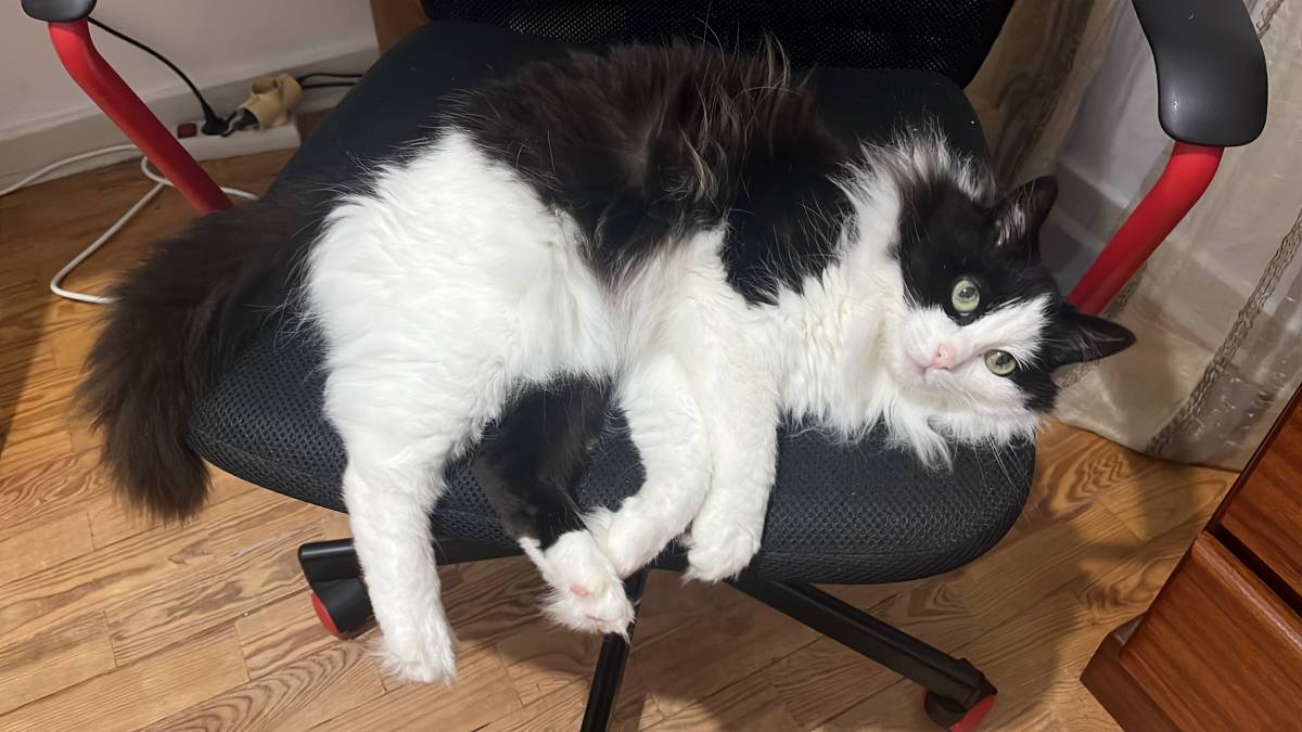 Filipe Tomé - Ílhavo - Cat Sitting