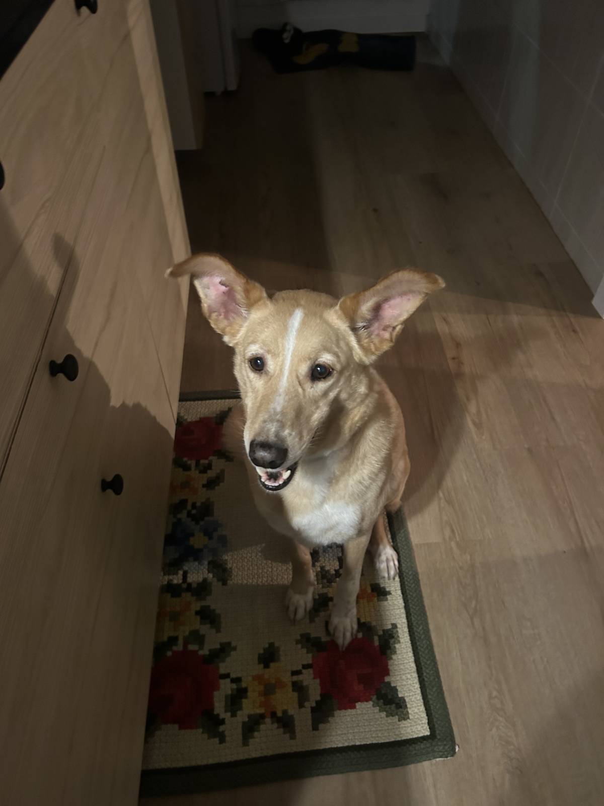 Júlia Pet sitting Apelação - Loures - Pet Sitting