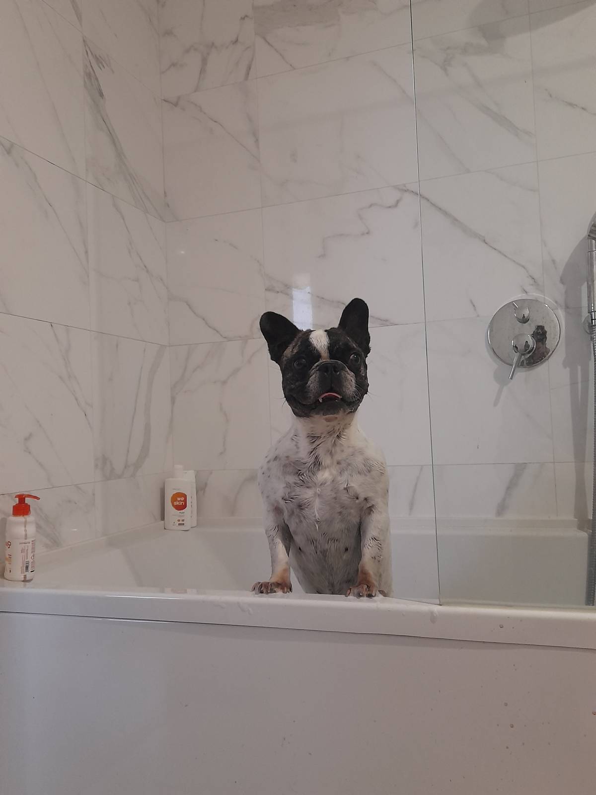 Rita'nRoll - Loures - Dog Sitting