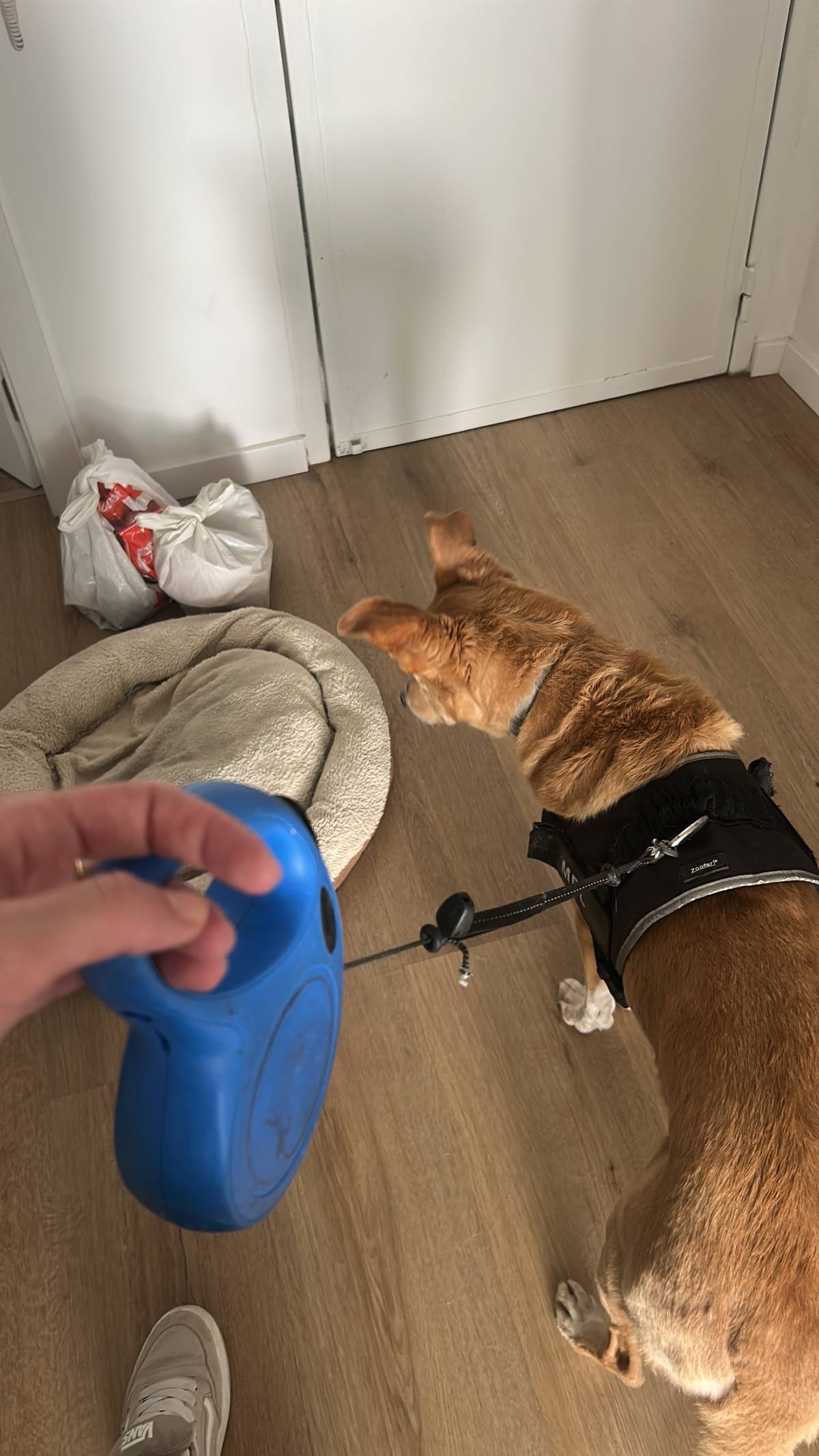Júlia Pet sitting Apelação - Loures - Cuidados para Animais de Estimação
