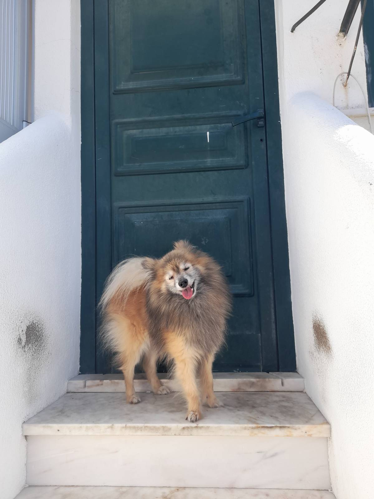 Rita'nRoll - Loures - Dog Walking