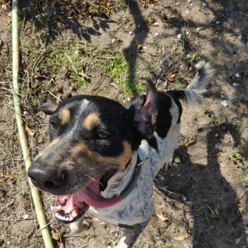 António Franco - Lisboa - Pet Sitting and Walking