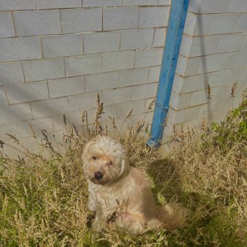 Filipe Tomé - Ílhavo - Dog Walking