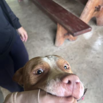 Júlia Pet sitting Apelação - Loures - Cuidados para Animais de Estimação