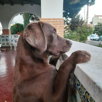 Rita'nRoll - Loures - Dog Sitting