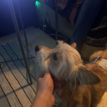 Júlia Pet sitting Apelação - Loures - Dog Walking