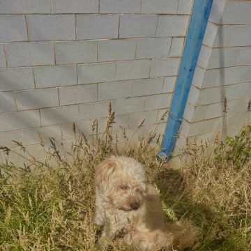 Filipe Tomé - Ílhavo - Pet Sitting