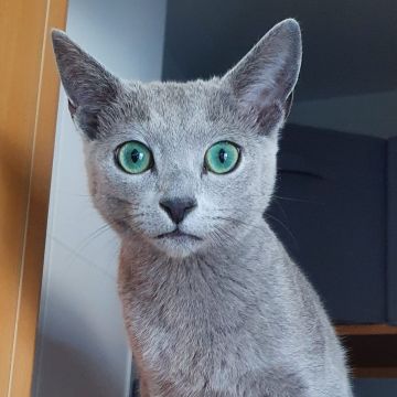 Rita'nRoll - Loures - Cat Sitting