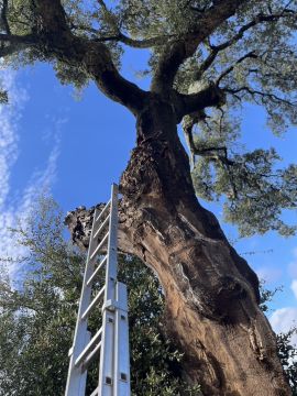 Remoção de Arbustos - Jardinagem e Relvados