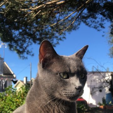 Catarina Baptista - Lisboa - Pet Sitting e Pet Walking