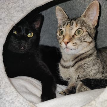 Rita'nRoll - Loures - Cat Sitting