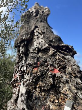 Poda e Manutenção de Árvores