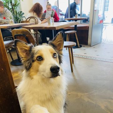 Júlia Pet sitting Apelação - Loures - Pet Sitting e Pet Walking
