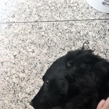 Júlia Pet sitting Apelação - Loures - Dog Sitting