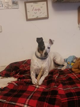 Creche para Cães