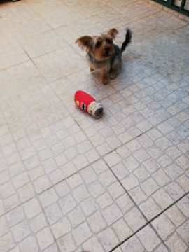 Hotel de Animais de Estimação