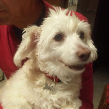 Erica - Moita - Dog Hotel